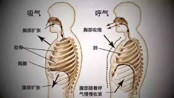横膈肌